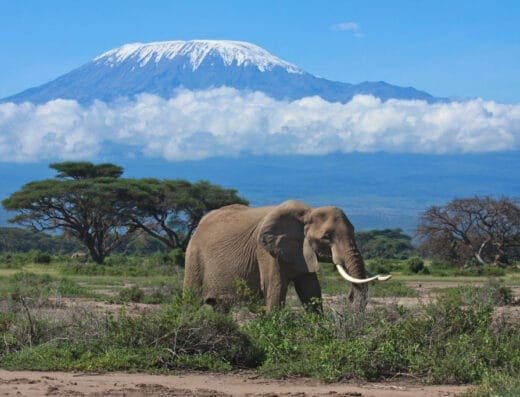 Business & Immigration East Africa: providing compliance services in Kenya