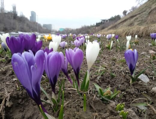 The Abundance Garden Bench