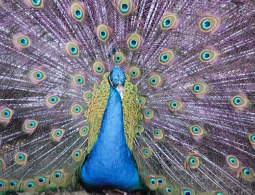 Panbil Nature Reserve