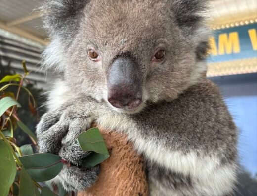 Caversham Wildlife Park