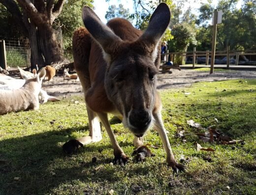 Caversham Wildlife Park